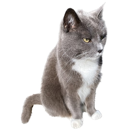 Socky cat lost 28 jan
